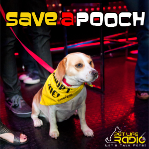 Save a Pooch with Beverly Isla